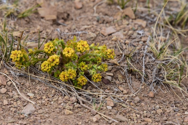 Euphorbia tshuiensis photo 2