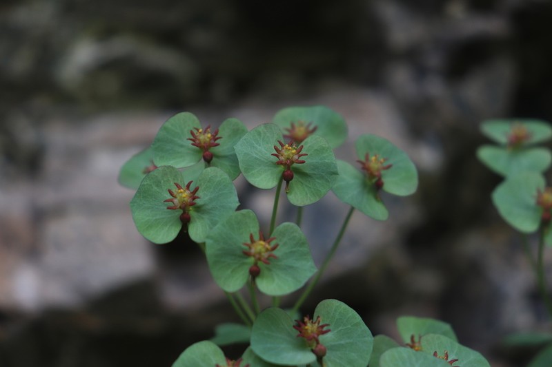 Euphorbia tshuiensis photo 3