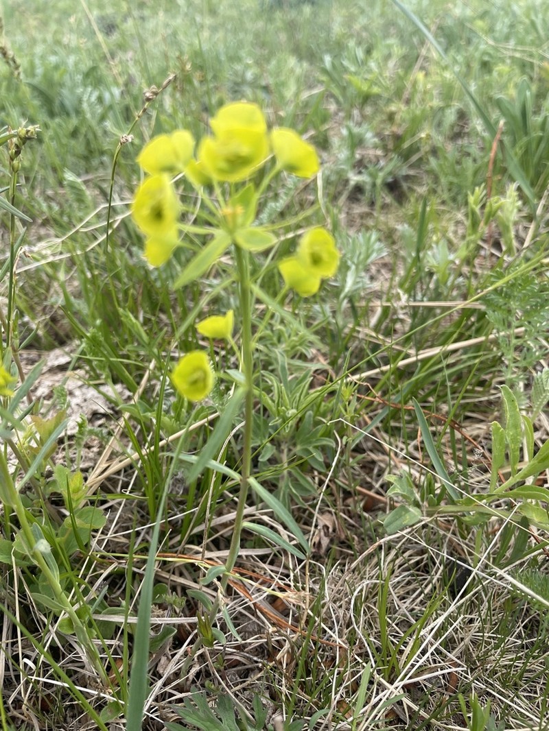 Euphorbia tshuiensis photo 4