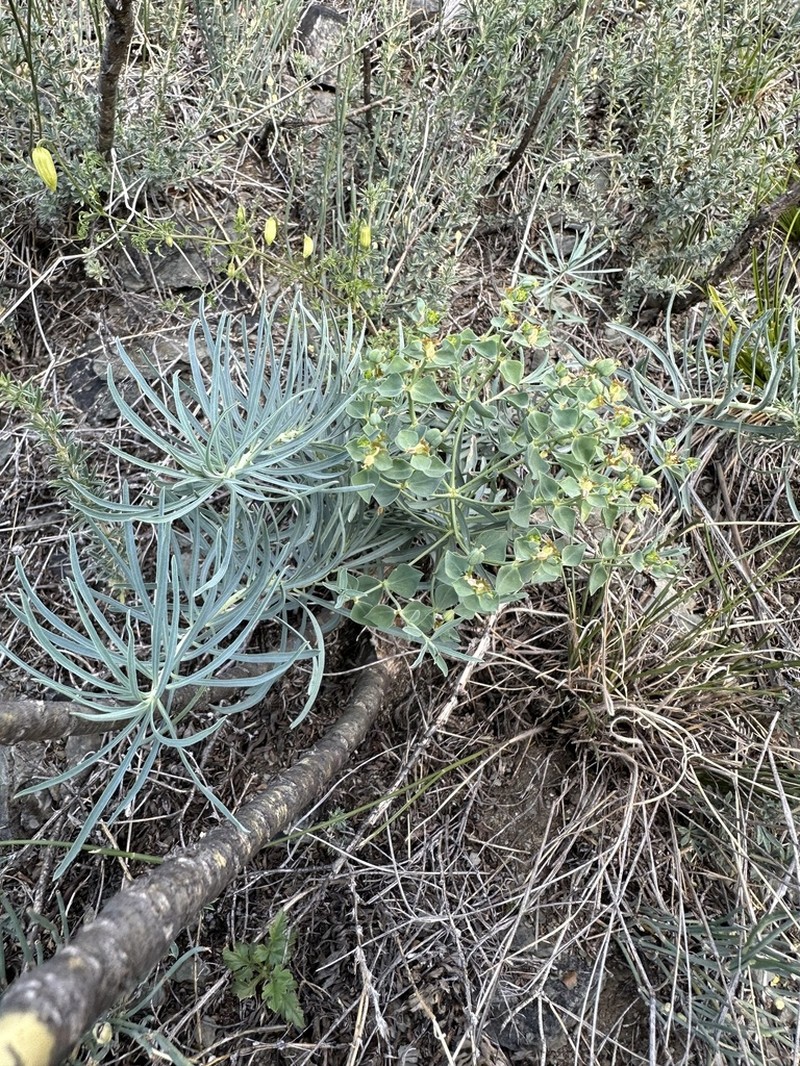 Euphorbia tshuiensis photo 5