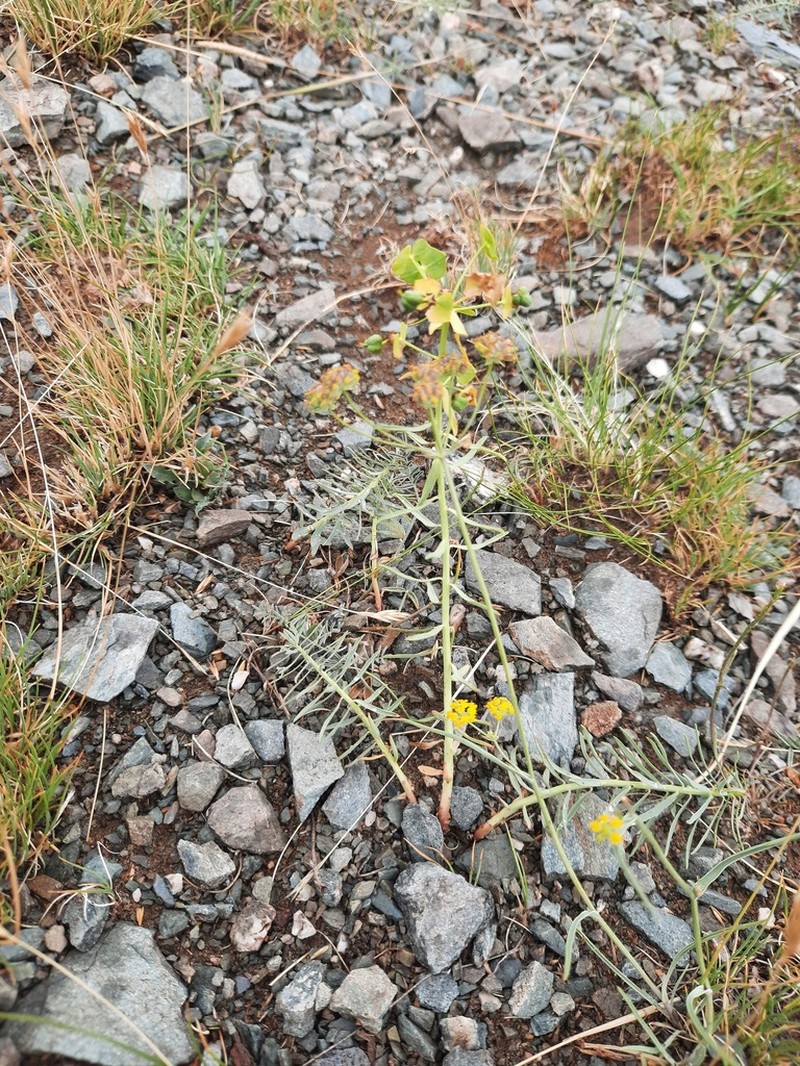 Euphorbia tshuiensis photo 6