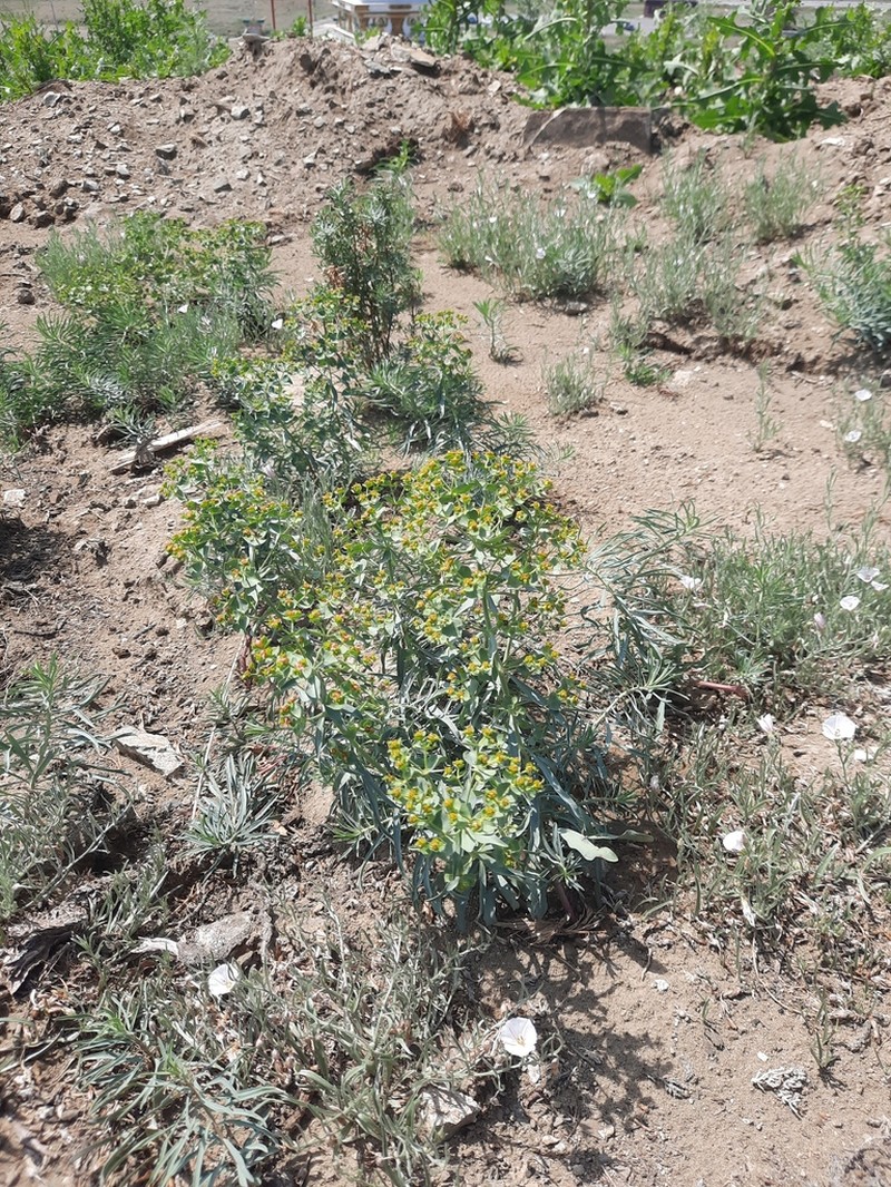 Euphorbia tshuiensis photo 7