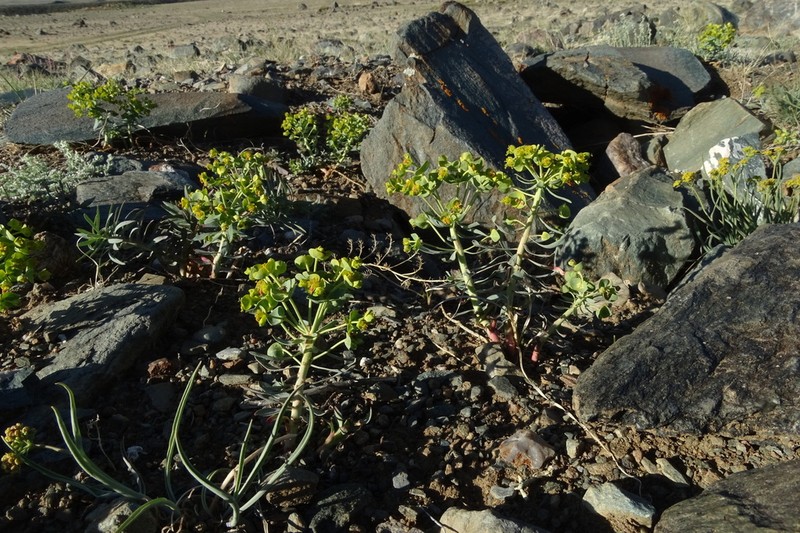 Euphorbia tshuiensis photo 8