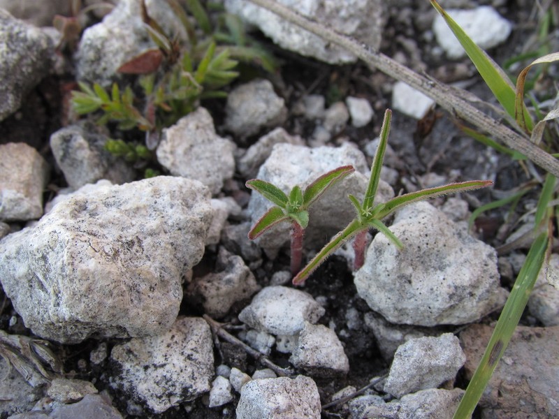 Euphorbia tubadenia