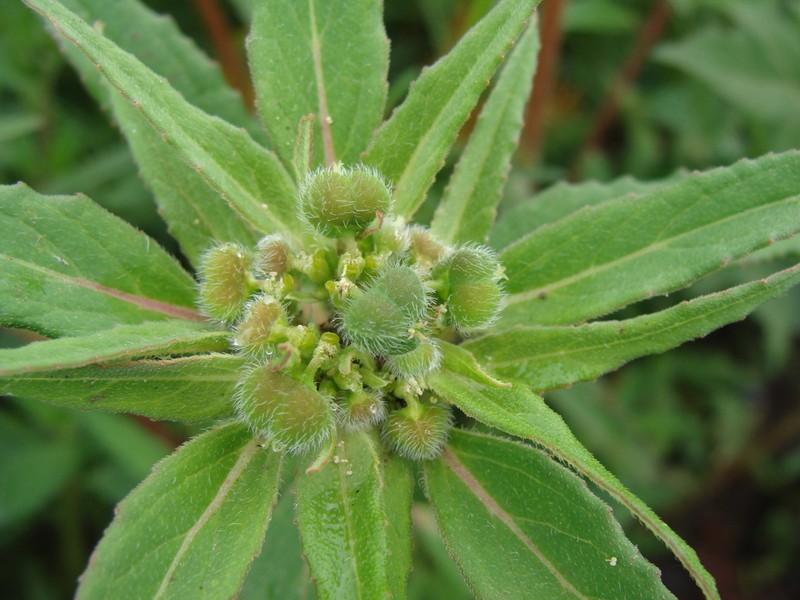Euphorbia tubadenia photo 2