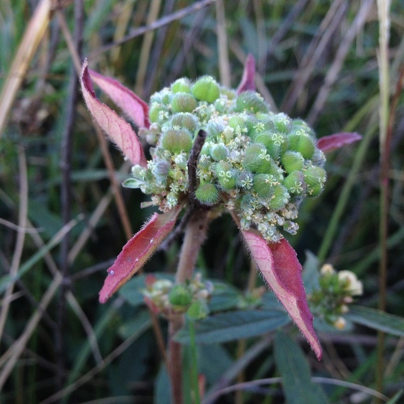 Euphorbia tubadenia photo 3