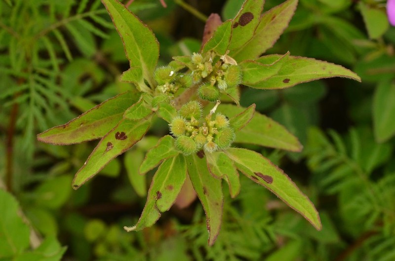 Euphorbia tubadenia photo 4