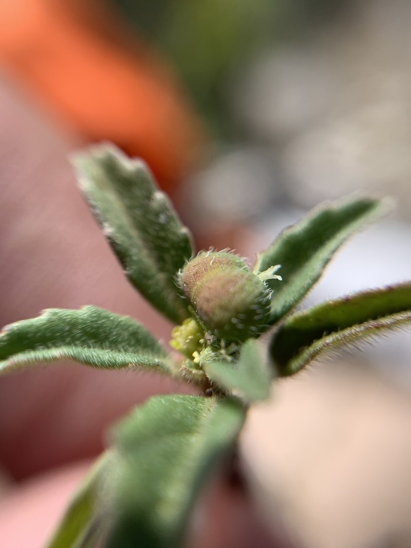 Euphorbia tubadenia photo 5