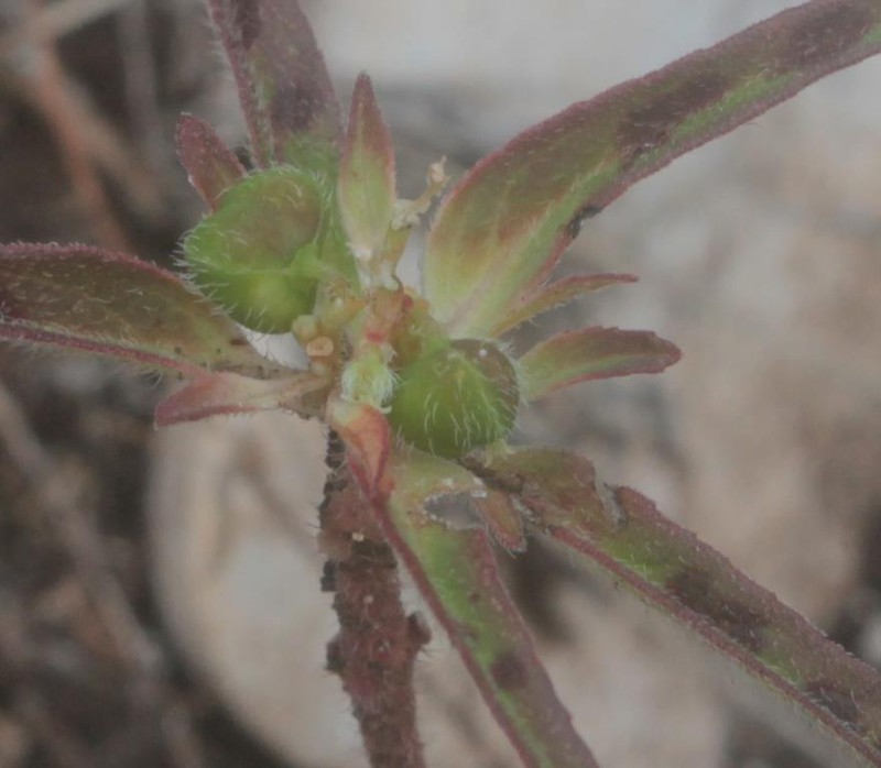 Euphorbia tubadenia photo 6