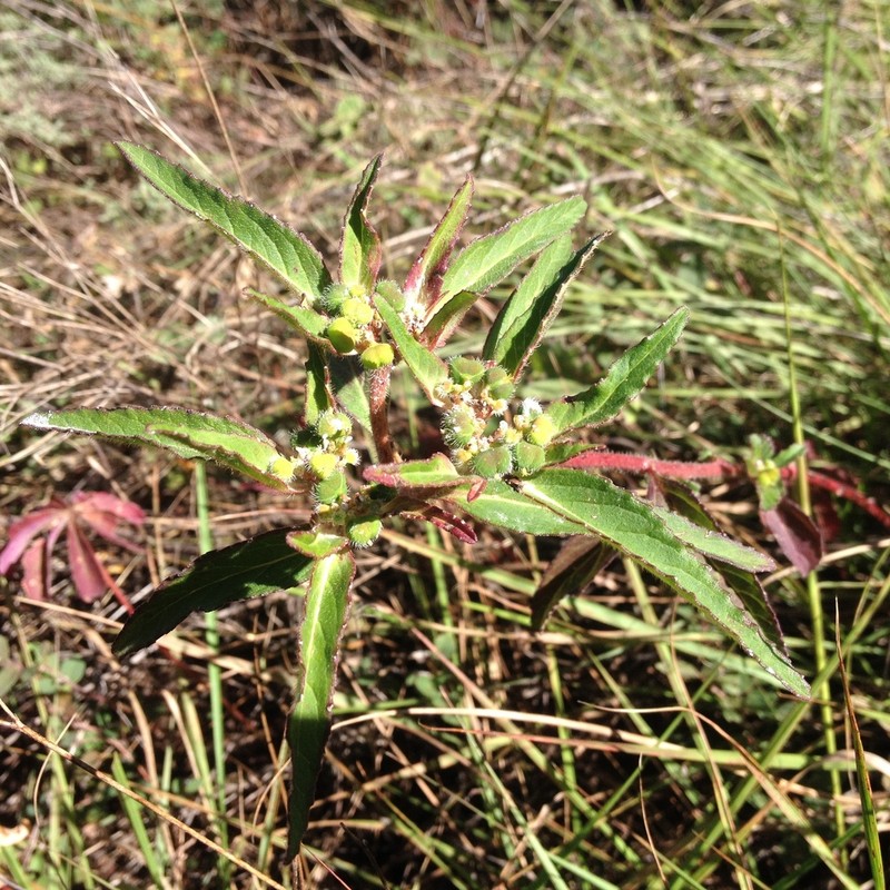Euphorbia tubadenia photo 7