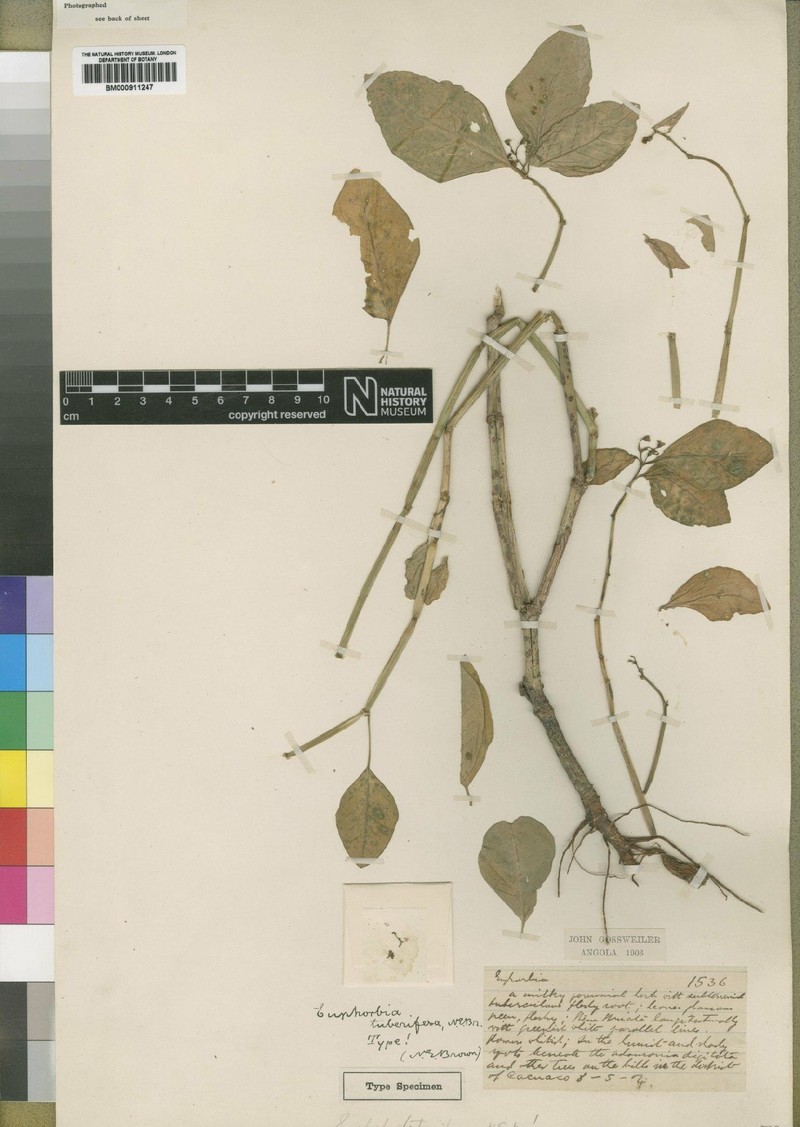 Euphorbia tuberifera photo 2