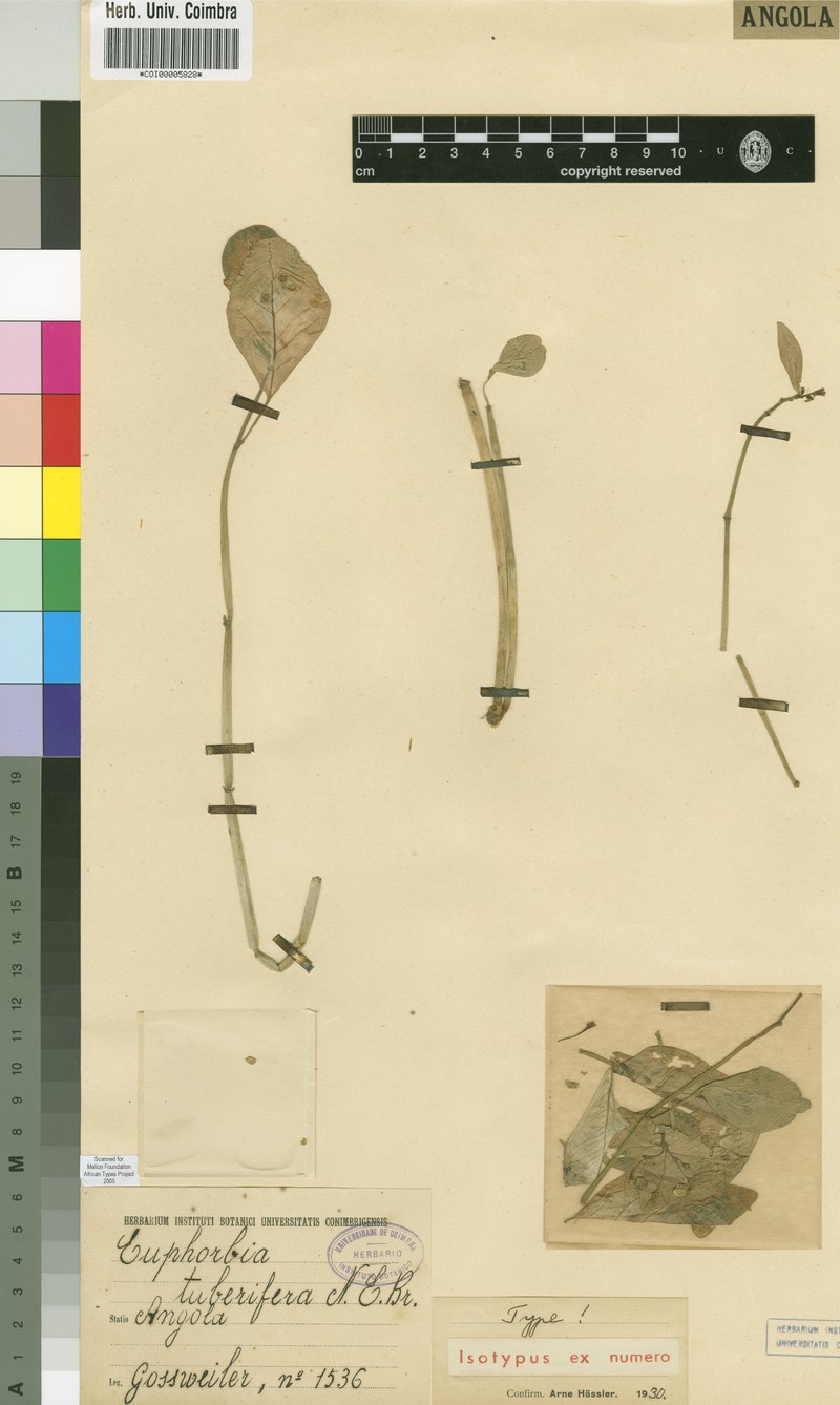 Euphorbia tuberifera