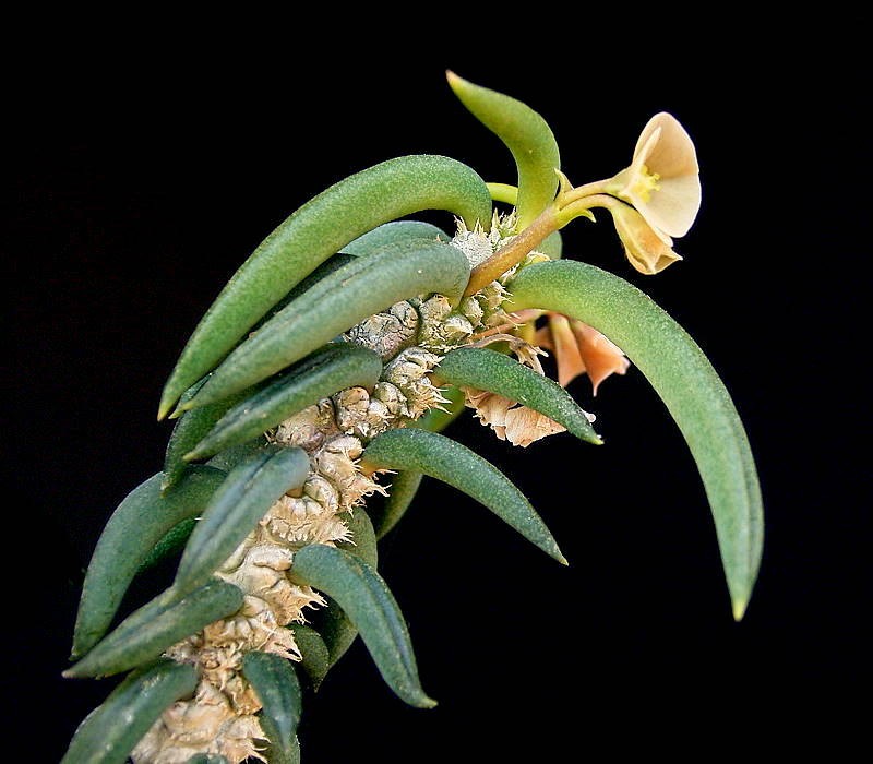 Euphorbia tuberifera photo 3