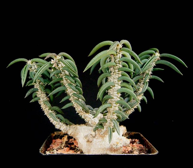 Euphorbia tuberifera photo 4