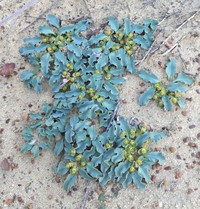 Euphorbia tuberosa