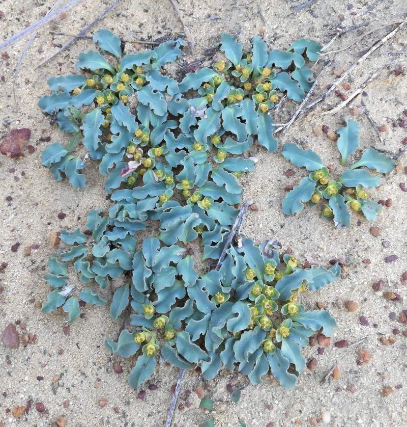 Euphorbia tuberosa