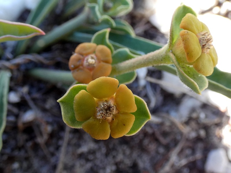 Euphorbia tuberosa photo 2