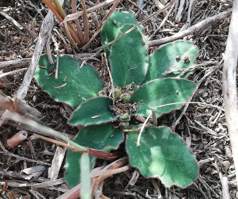 Euphorbia tuberosa photo 3
