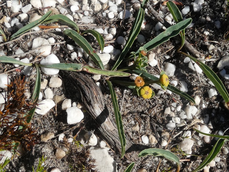 Euphorbia tuberosa photo 4