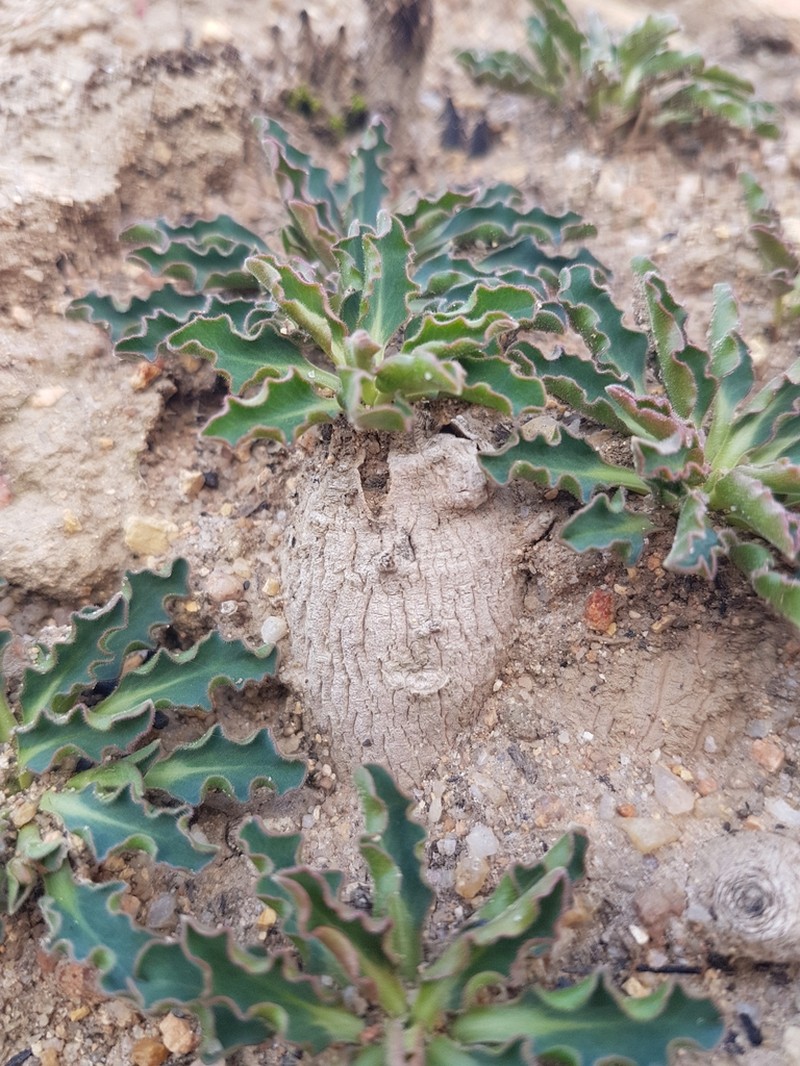 Euphorbia tuberosa photo 5
