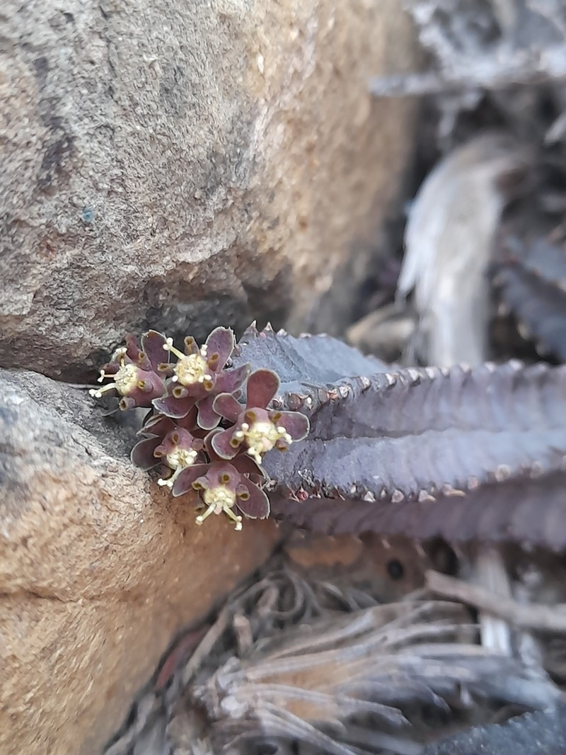 Euphorbia tubiglans