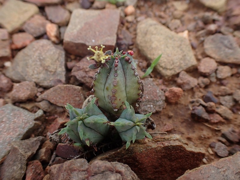 Euphorbia tubiglans photo 2
