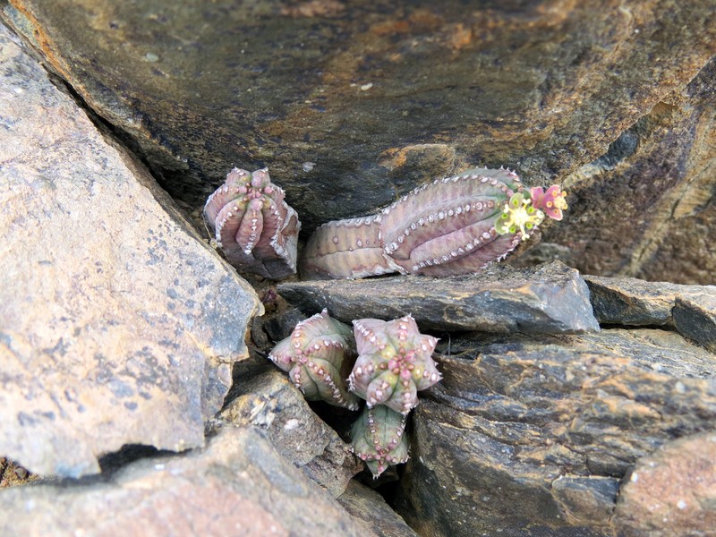 Euphorbia tubiglans photo 3