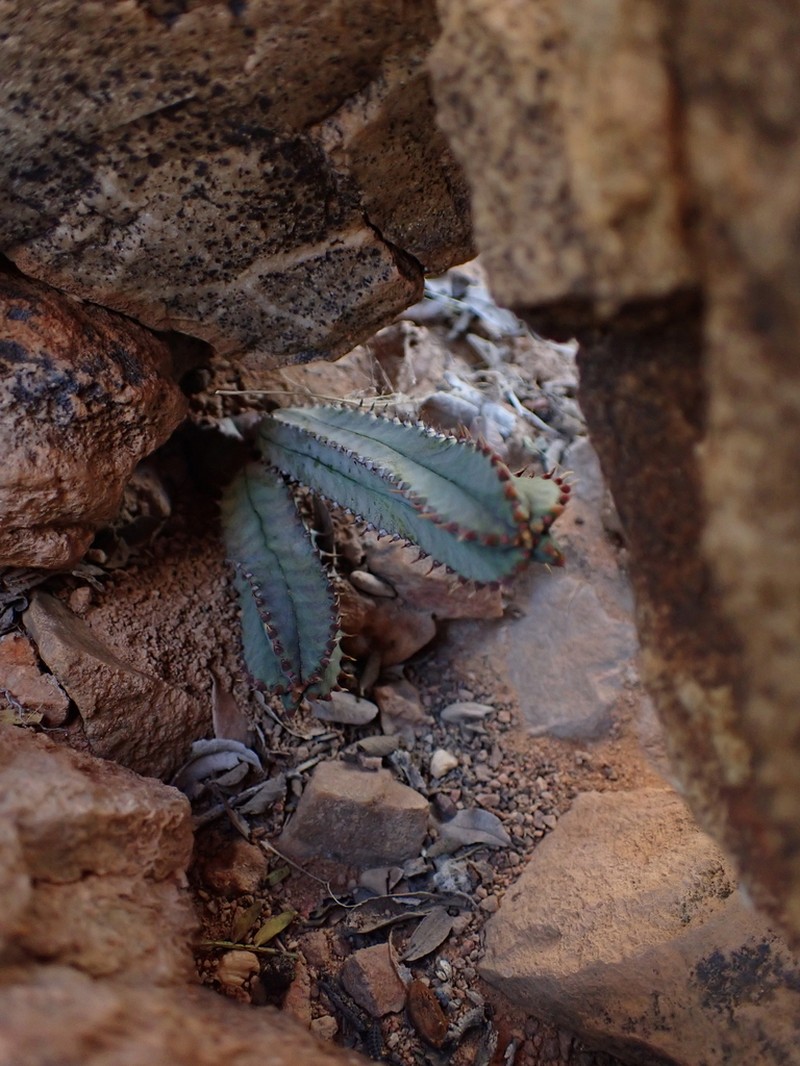 Euphorbia tubiglans photo 4