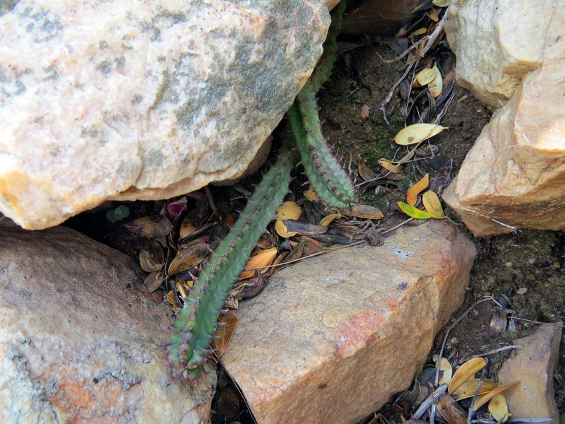 Euphorbia tubiglans photo 5