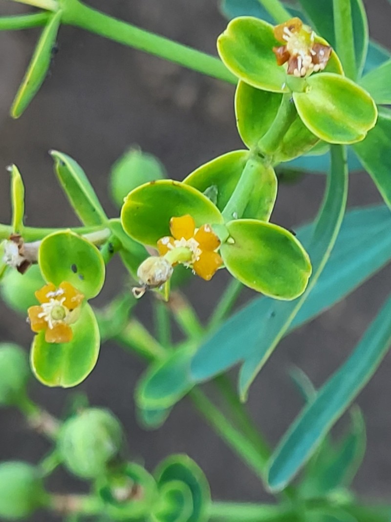 Euphorbia tuckeyana photo 3