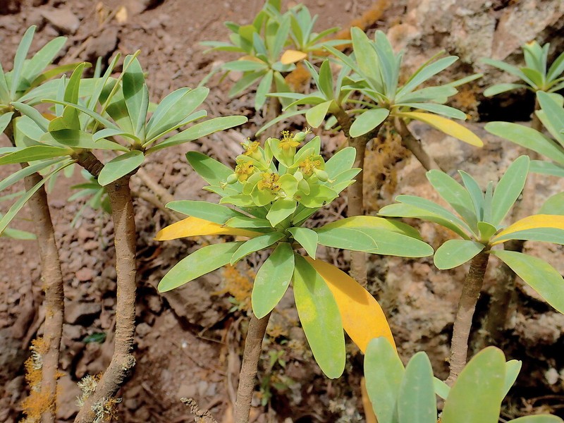 Euphorbia tuckeyana photo 5