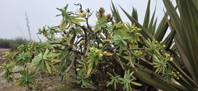Euphorbia tuckeyana photo 6