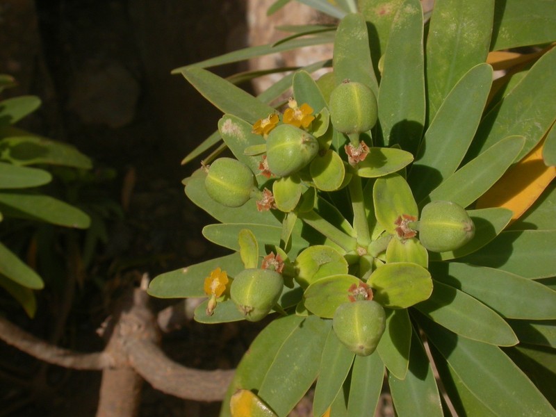 Euphorbia tuckeyana photo 7
