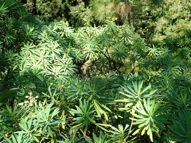Euphorbia tuckeyana photo 8