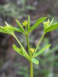 Euphorbia tuerckheimii