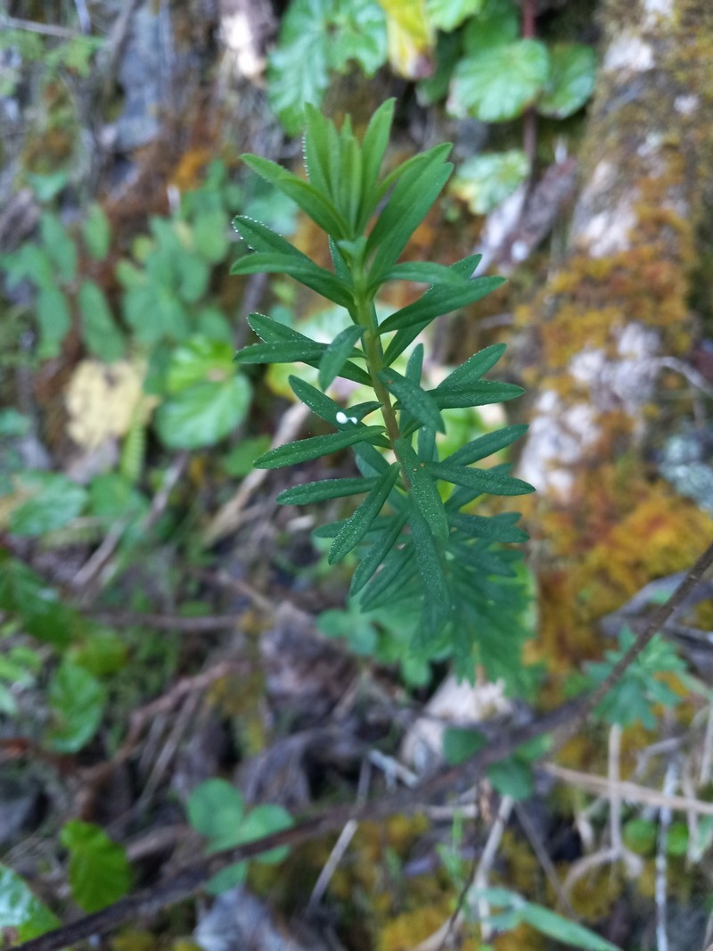 Euphorbia tuerckheimii photo 4