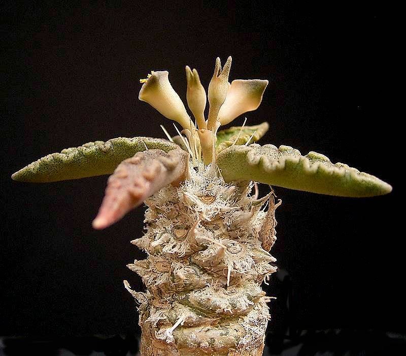 Euphorbia tulearensis