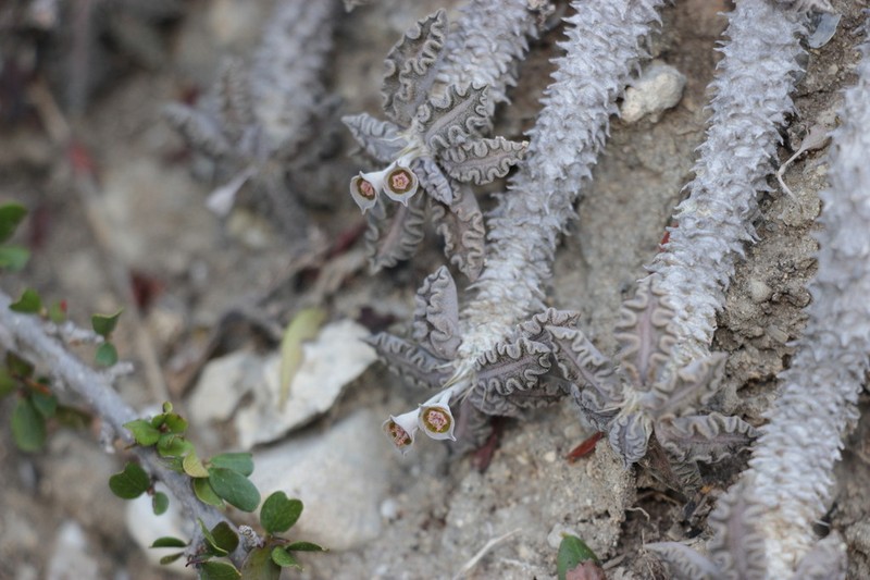 Euphorbia tulearensis photo 2