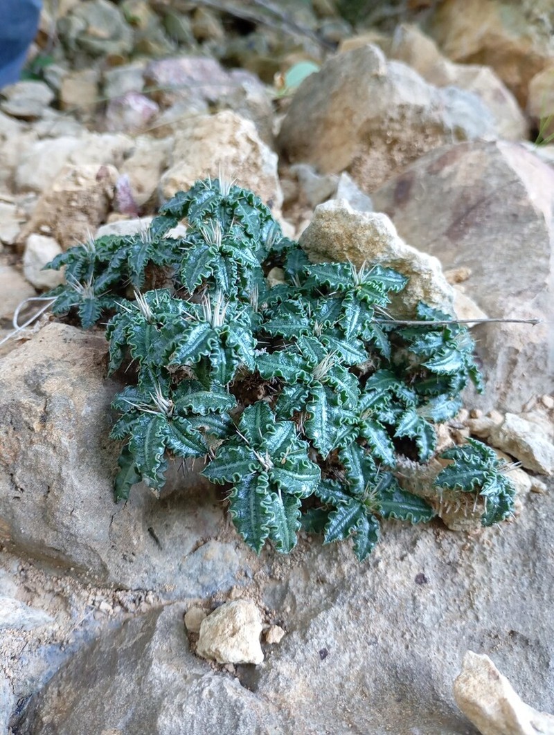 Euphorbia tulearensis photo 3