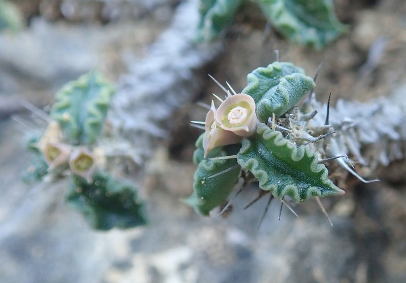 Euphorbia tulearensis photo 4