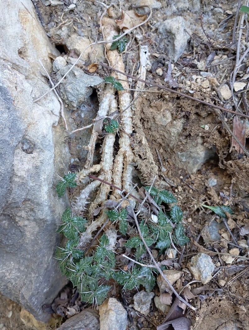 Euphorbia tulearensis photo 5