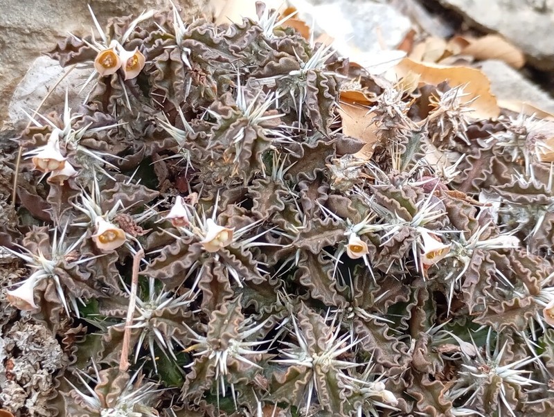 Euphorbia tulearensis photo 6