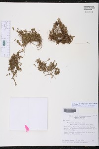 Euphorbia tumistyla