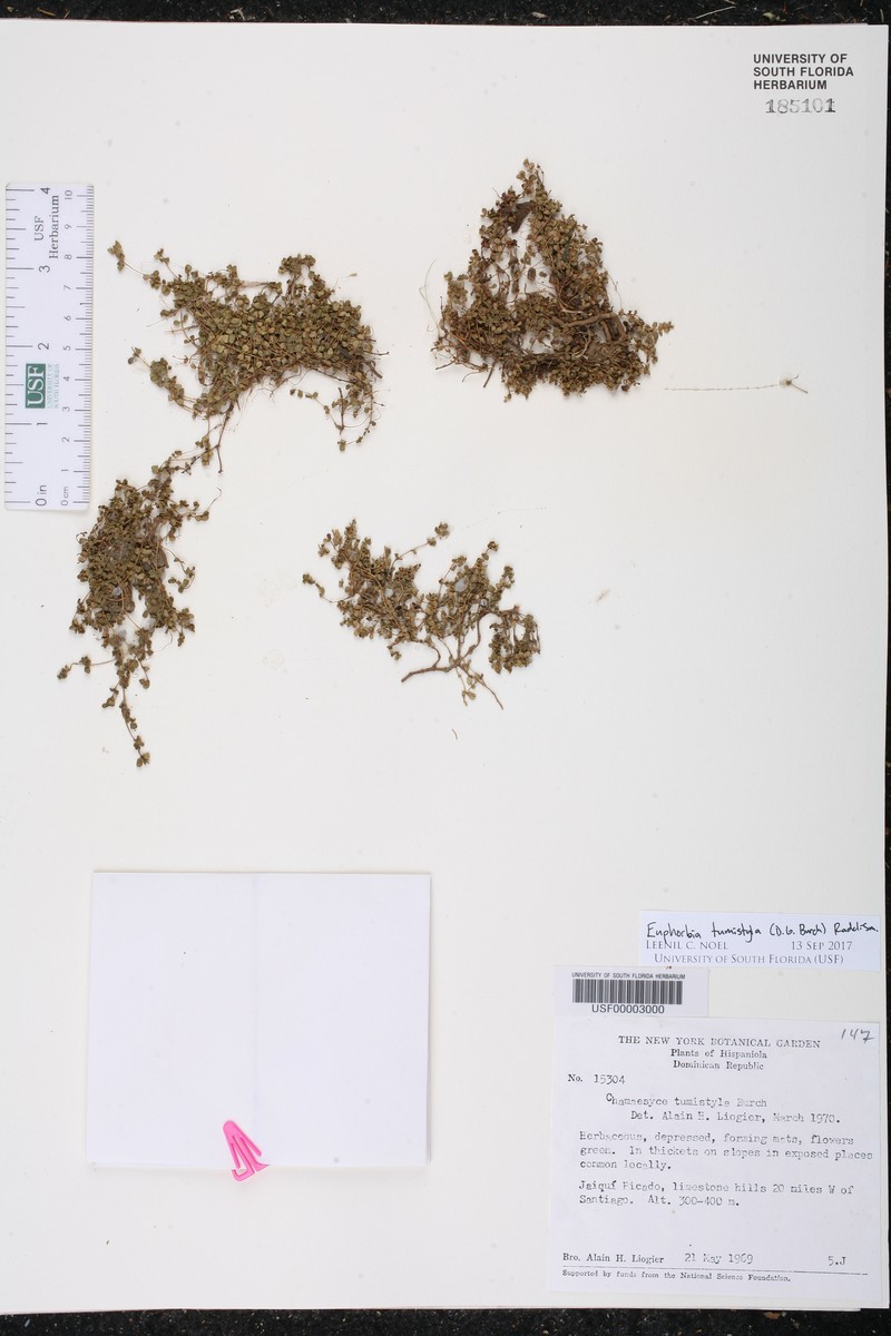 Euphorbia tumistyla