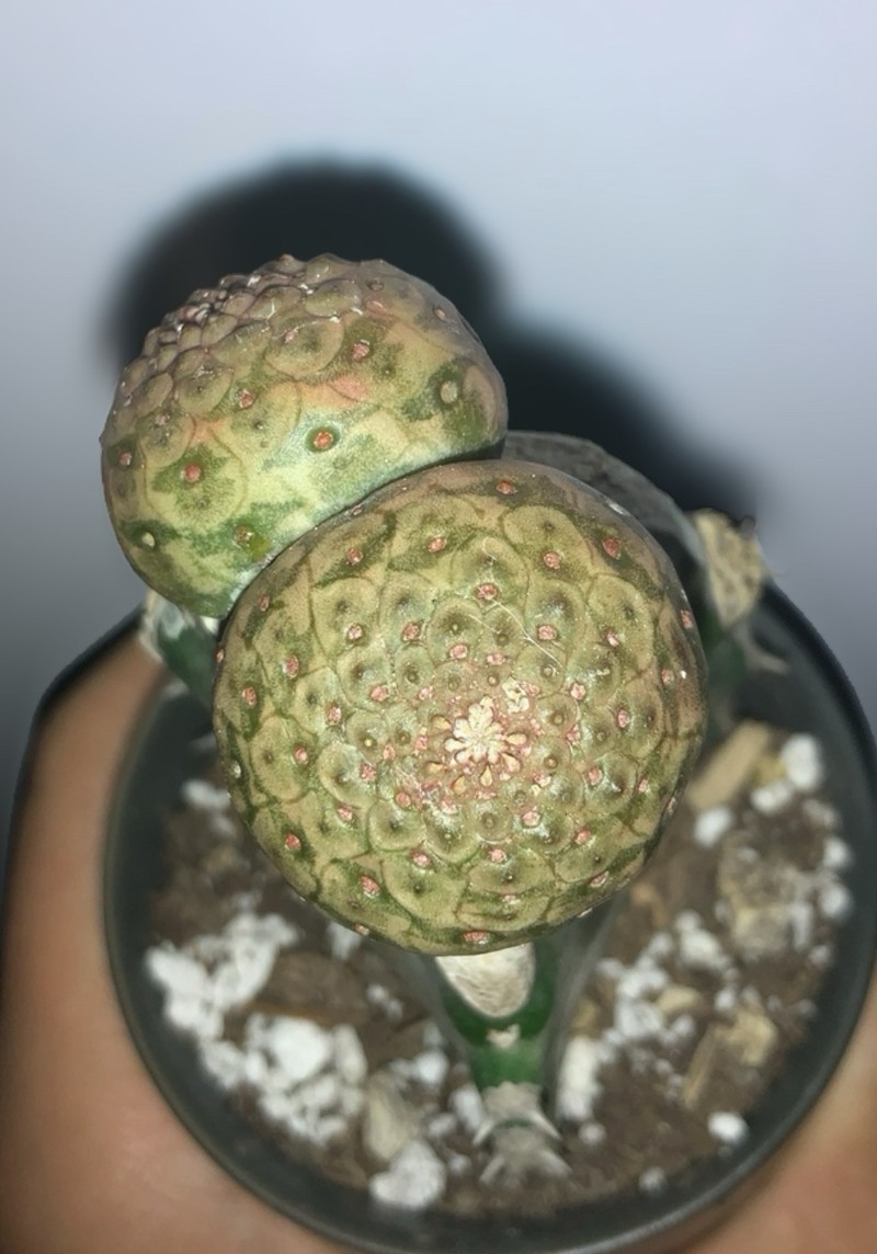 Euphorbia turbiniformis