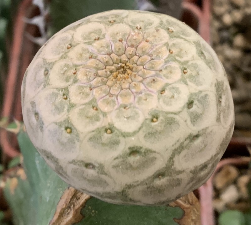 Euphorbia turbiniformis photo 3