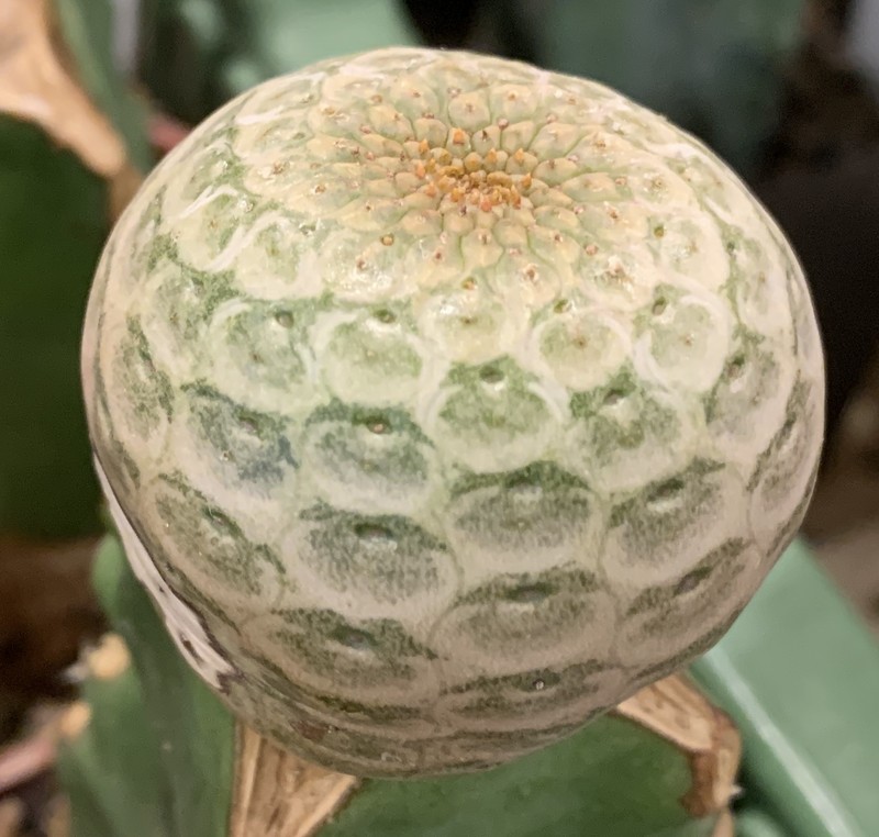 Euphorbia turbiniformis photo 4