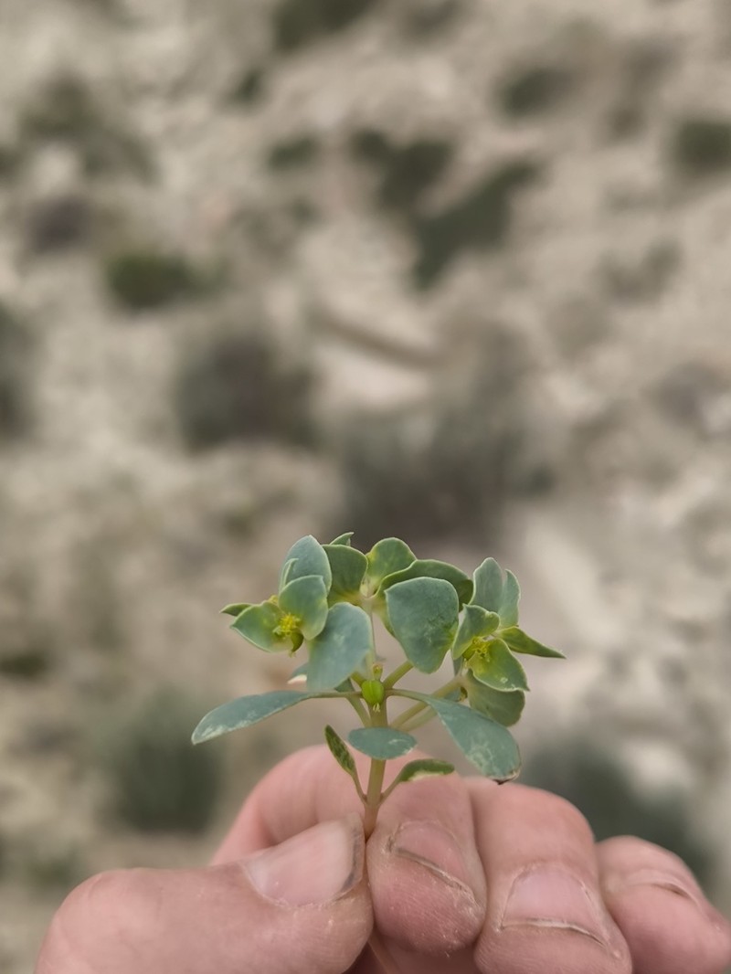Euphorbia turczaninowii photo 2