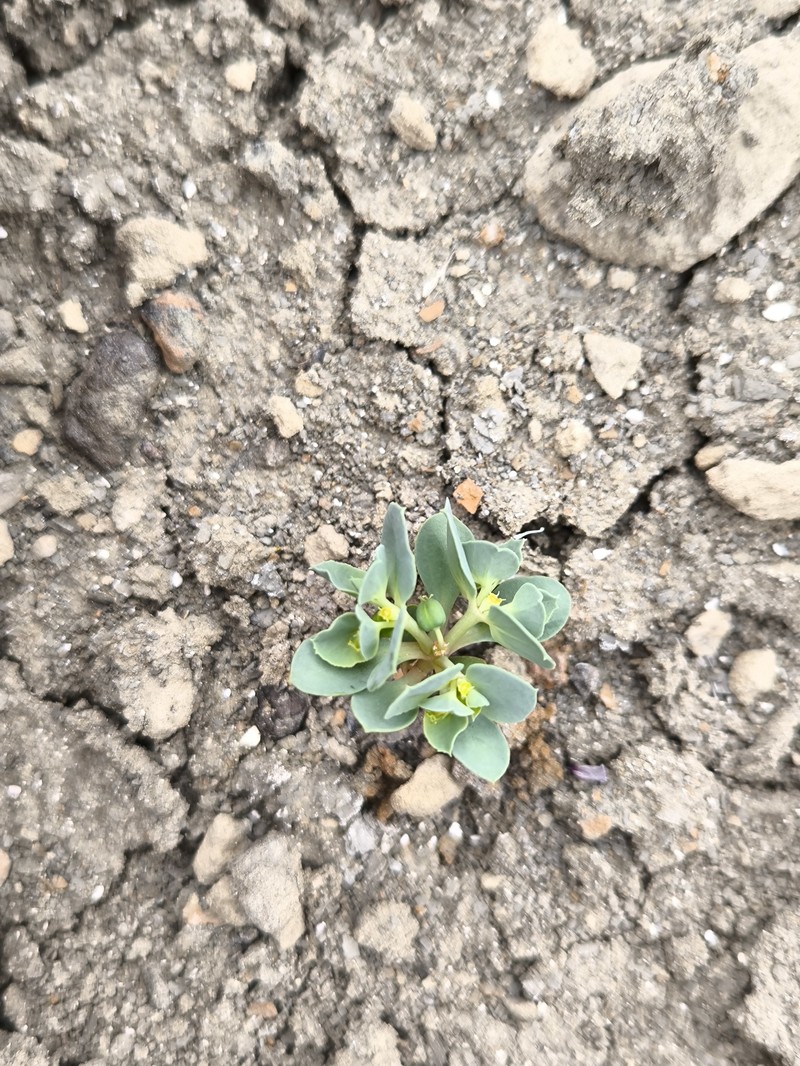 Euphorbia turczaninowii photo 5