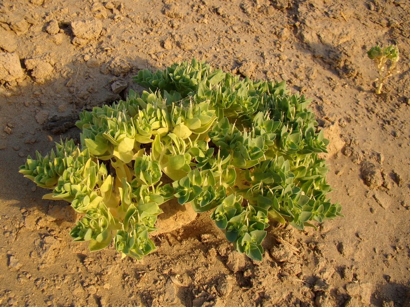 Euphorbia turczaninowii photo 6